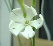African dream root - 100 zaden